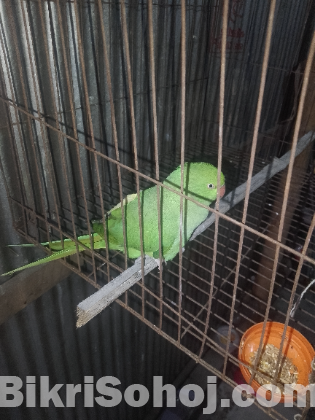 ইন্ডিয়ান রিংনেট টিয়া